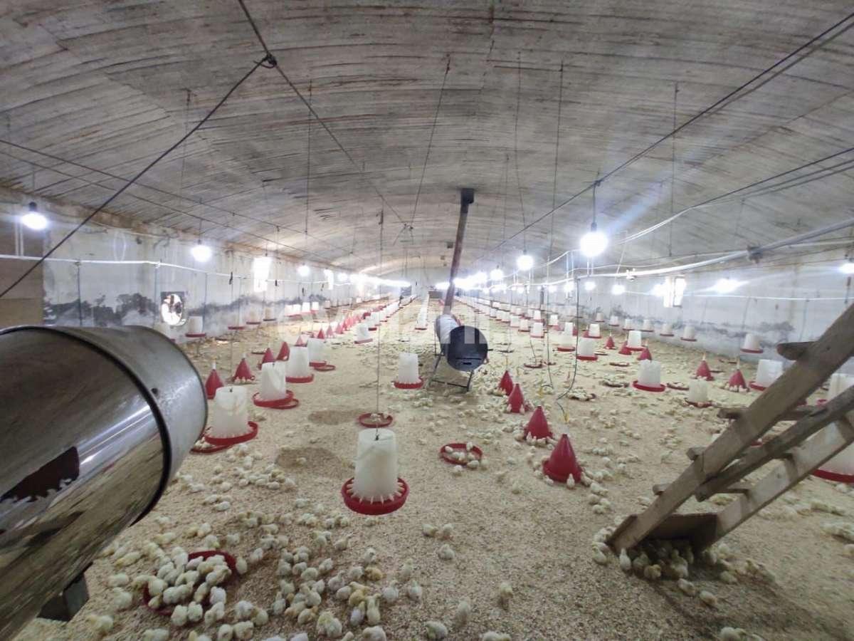 Satılır, torpaq, 400 sot, Bakı, Abşeron r, Pirəkəşkül q.