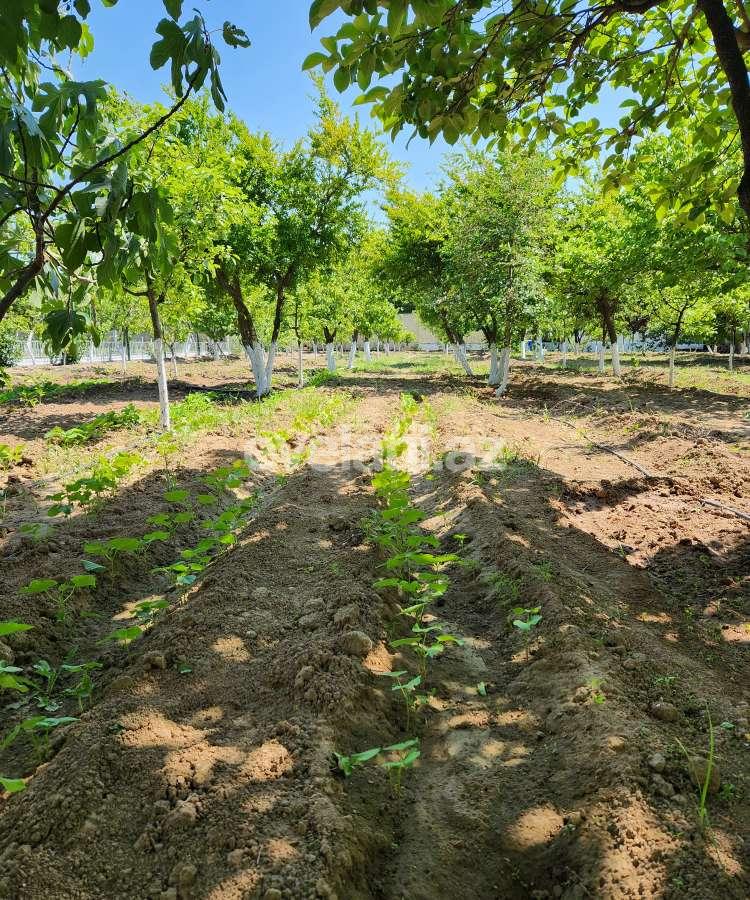 Sale, land, 52 ar, Baku, Khazar r, Buzovna d.