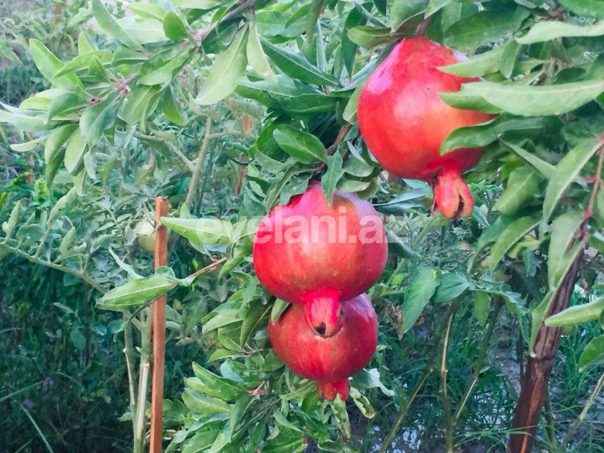 Продаётся, дом / дача, 7-комнаты, 540 m², Баку, Хазарский r, Мардакан p.