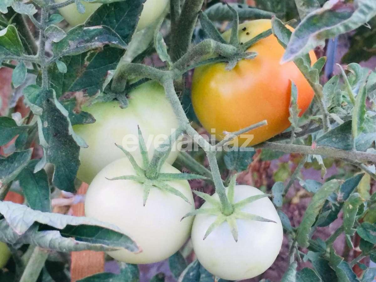 Продаётся, дом / дача, 7-комнаты, 540 m², Баку, Хазарский r, Мардакан p.