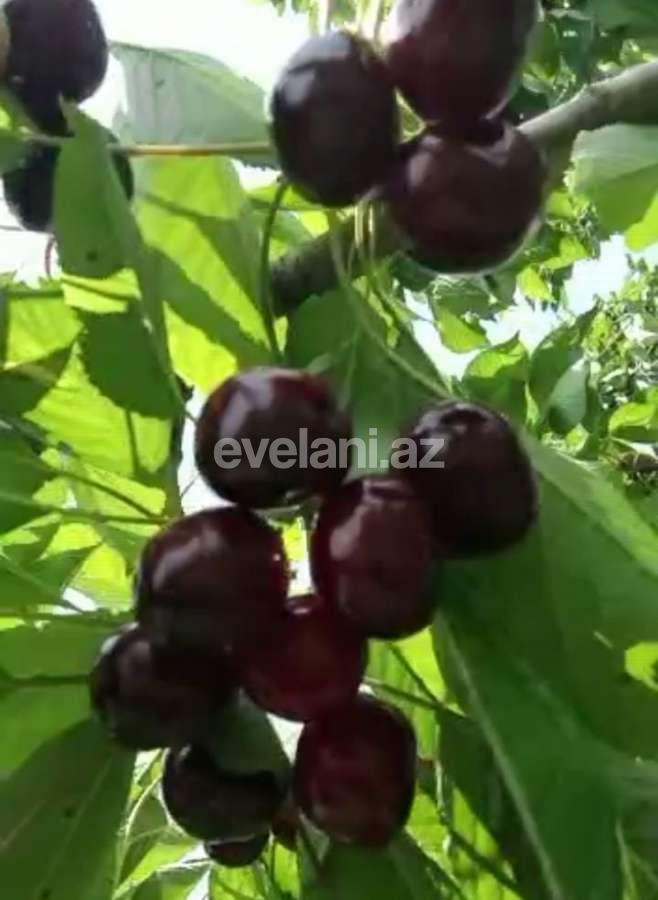 Satılır, torpaq, 80 sot, Xaçmaz