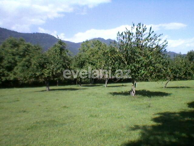 Satılır, torpaq, 130 sot, Qəbələ