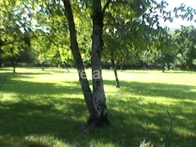 Satılır, torpaq, 130 sot, Qəbələ