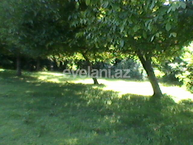 Satılır, torpaq, 130 sot, Qəbələ