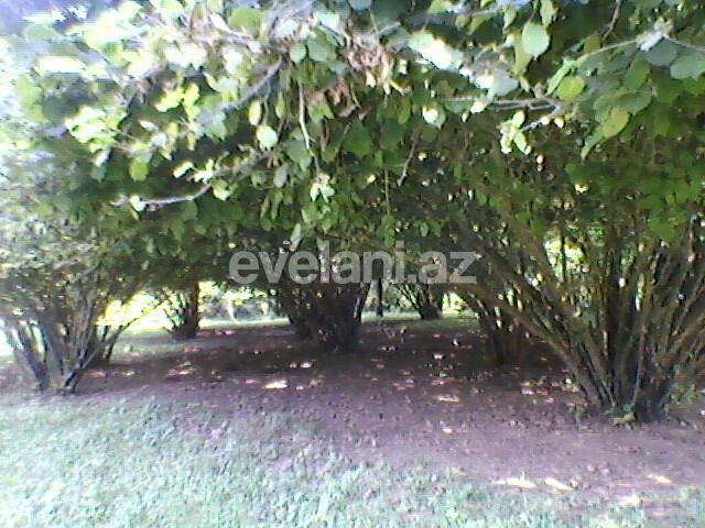 Satılır, torpaq, 130 sot, Qəbələ