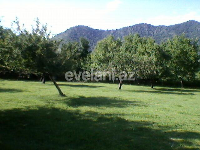 Satılır, torpaq, 130 sot, Qəbələ