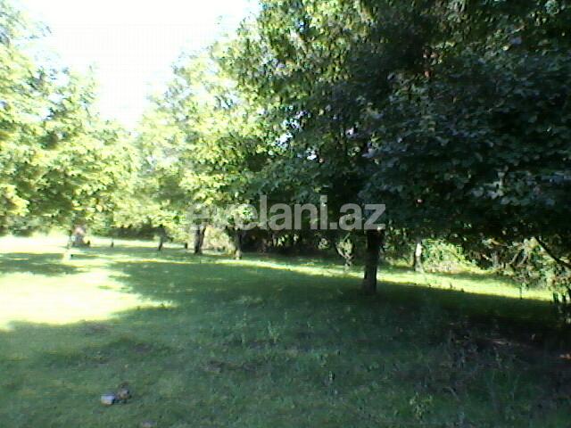 Satılır, torpaq, 130 sot, Qəbələ