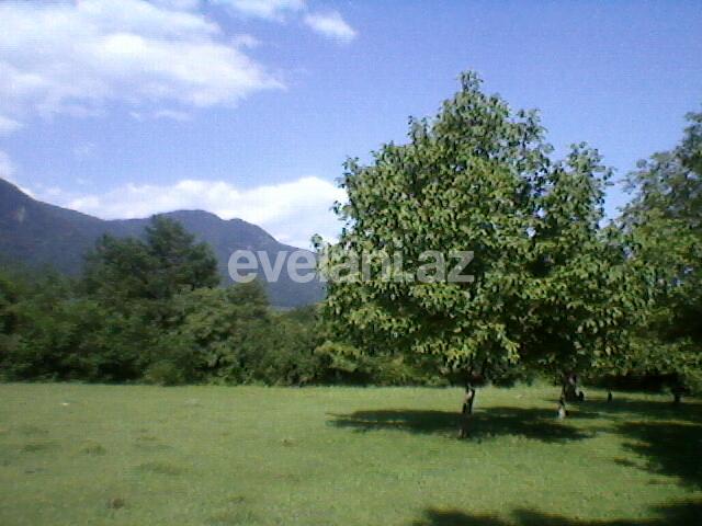 Satılır, torpaq, 130 sot, Qəbələ