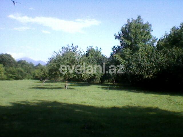 Satılır, torpaq, 130 sot, Qəbələ