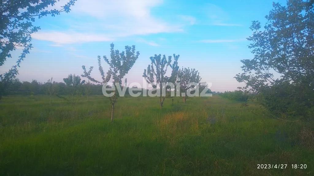 Satılır, torpaq, 460 sot, Xaçmaz