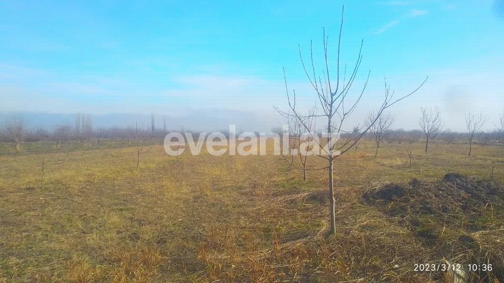 Satılır, torpaq, 460 sot, Xaçmaz