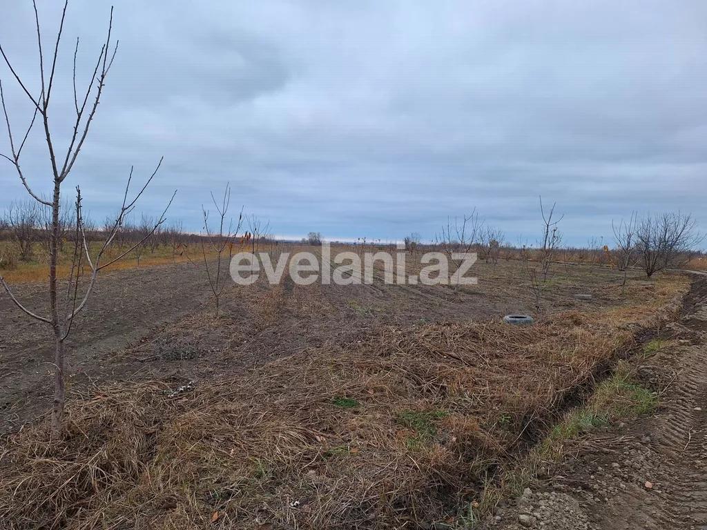 Satılır, torpaq, 460 sot, Xaçmaz