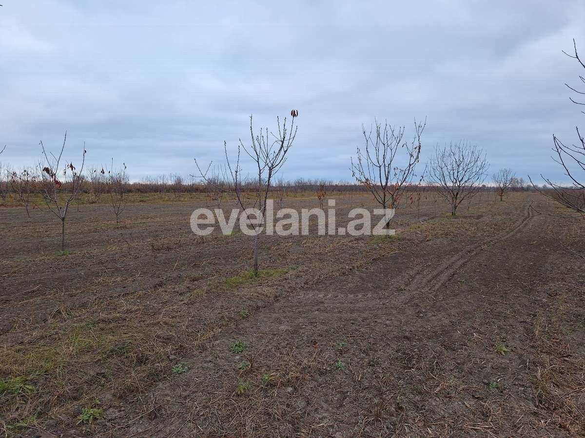 Satılır, torpaq, 460 sot, Xaçmaz