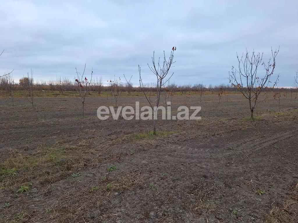 Satılır, torpaq, 460 sot, Xaçmaz