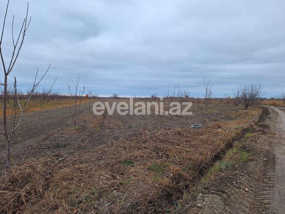 Satılır, torpaq, 460 sot, Xaçmaz