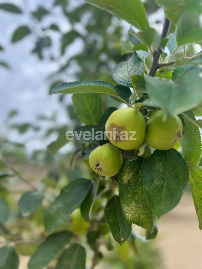 Satılır, həyət evi / bağ, 3 otaqlı, 135 m², Bakı, Abşeron r, Novxanı q.