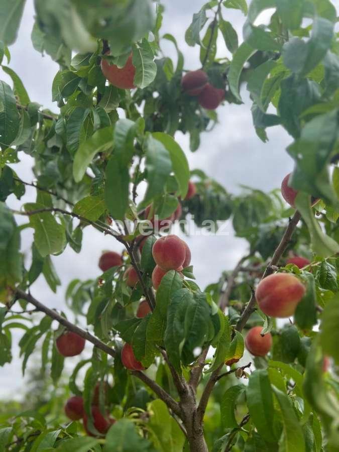 Satılır, həyət evi / bağ, 3 otaqlı, 135 m², Bakı, Abşeron r, Novxanı q.