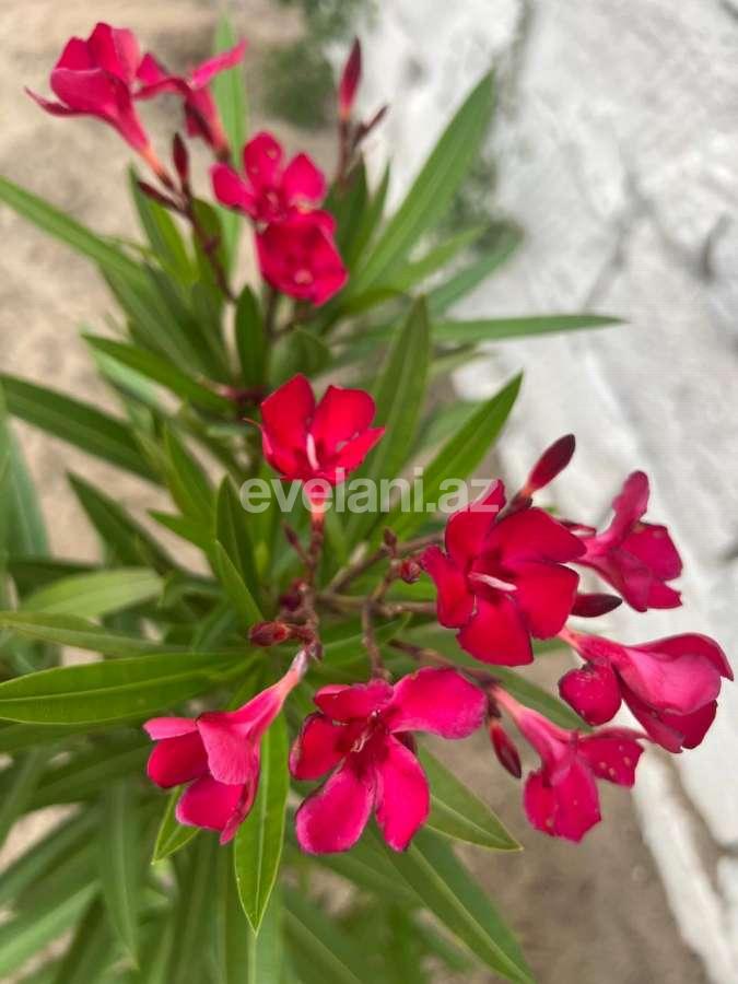 Satılır, həyət evi / bağ, 3 otaqlı, 135 m², Bakı, Abşeron r, Novxanı q.