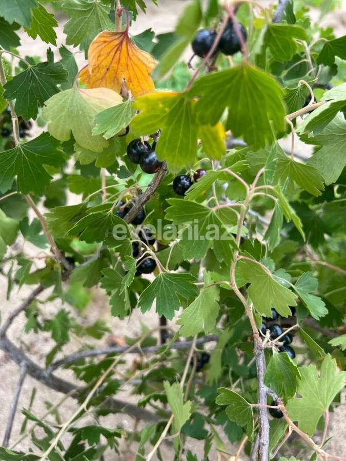 Satılır, həyət evi / bağ, 3 otaqlı, 135 m², Bakı, Abşeron r, Novxanı q.