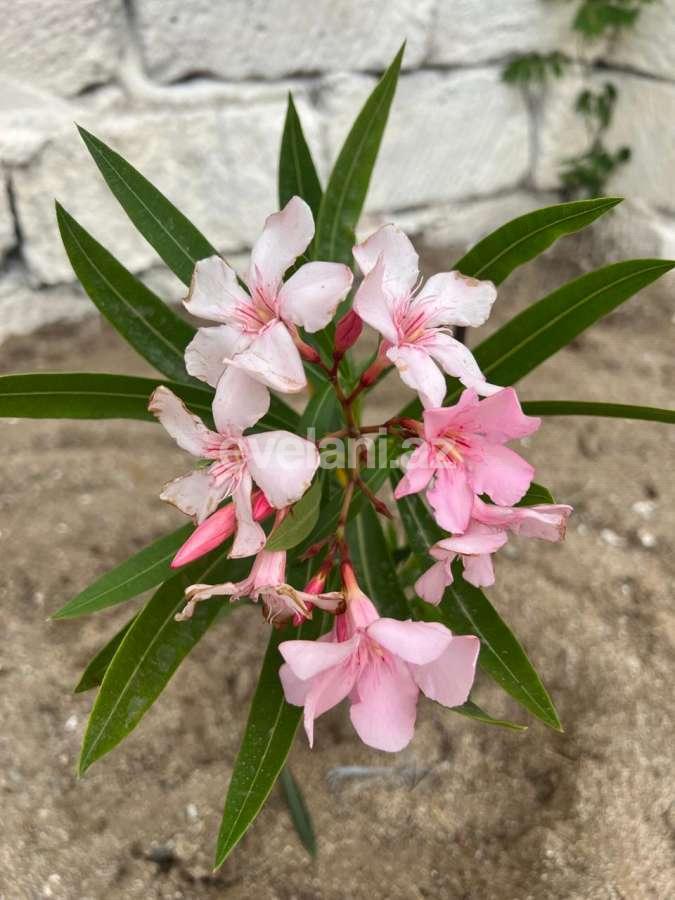 Satılır, həyət evi / bağ, 3 otaqlı, 135 m², Bakı, Abşeron r, Novxanı q.