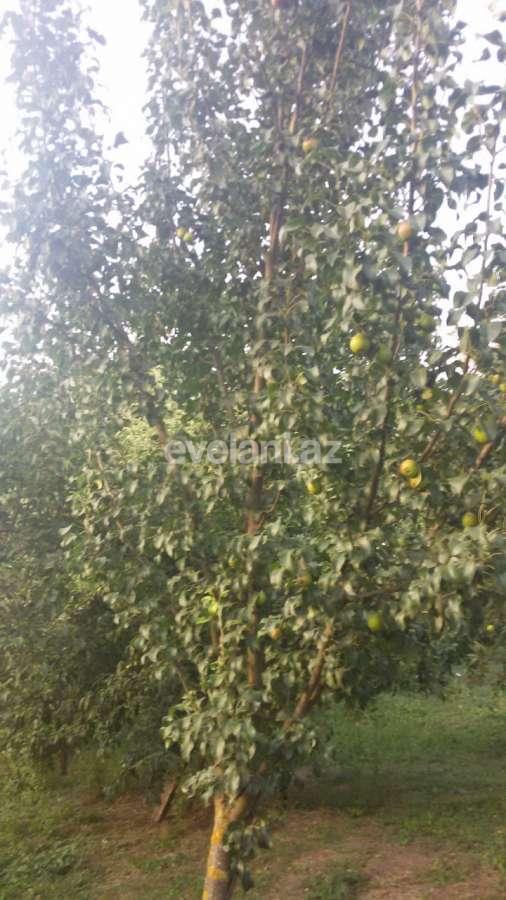 Satılır, həyət evi / bağ, 8 otaqlı, 265 m², Quba