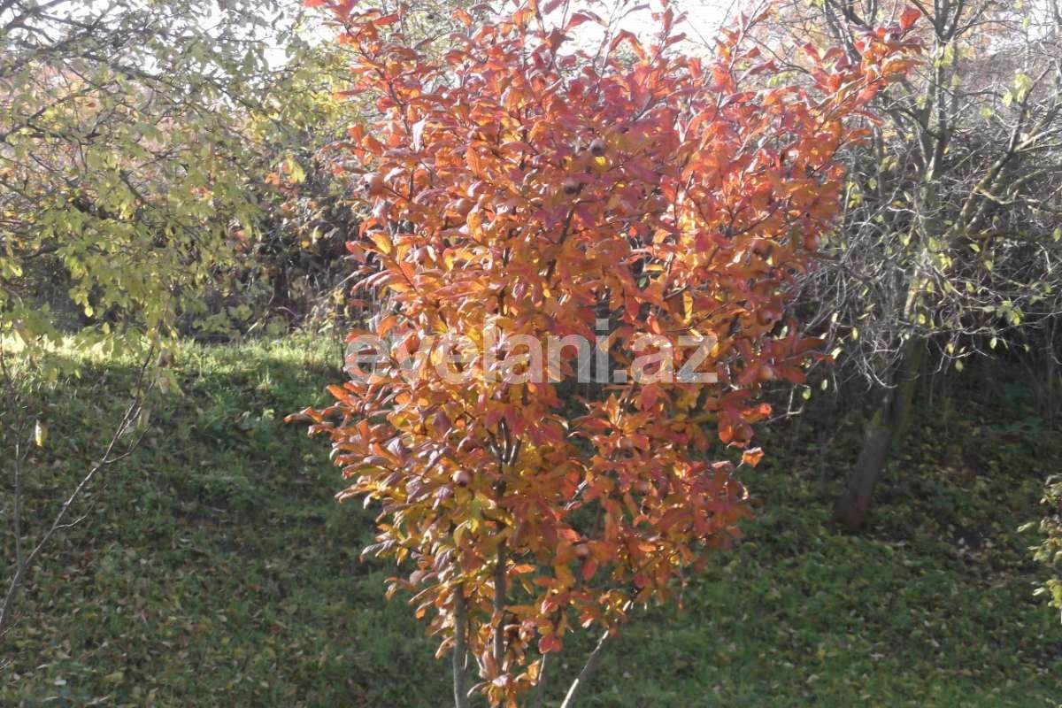 Satılır, həyət evi / bağ, 8 otaqlı, 265 m², Quba