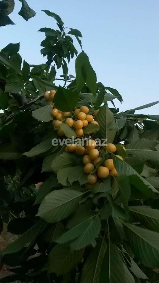 Satılır, həyət evi / bağ, 8 otaqlı, 265 m², Quba