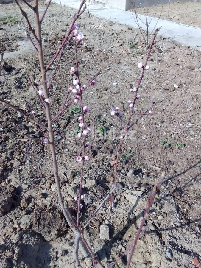 Satılır, həyət evi / bağ, 3 otaqlı, 76 m², Bakı, Abşeron r, Məhəmmədli q, Koroğlu m.