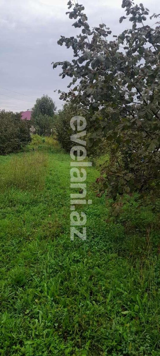 Satılır, torpaq, 12 sot, Qəbələ