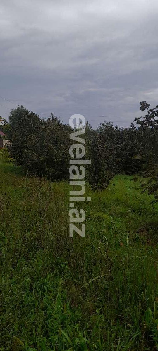 Satılır, torpaq, 12 sot, Qəbələ