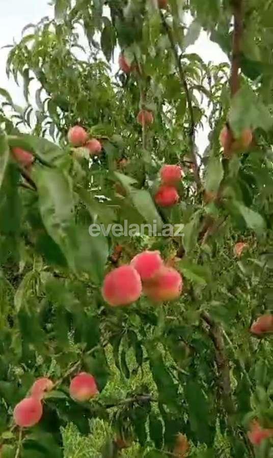 Satılır, torpaq, 80 sot, Xaçmaz