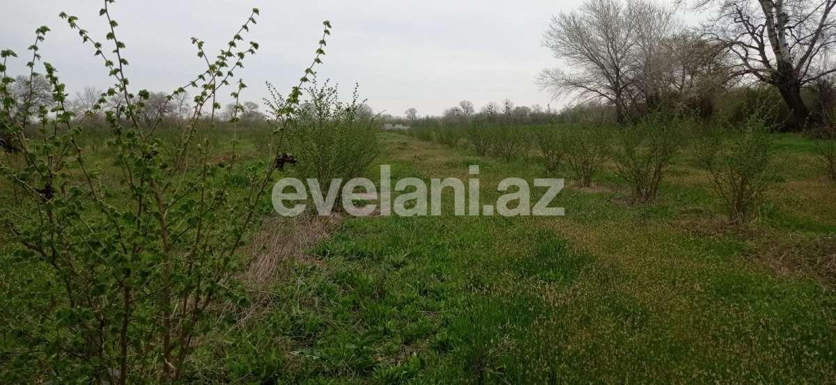 Satılır, torpaq, 351 sot, Xaçmaz