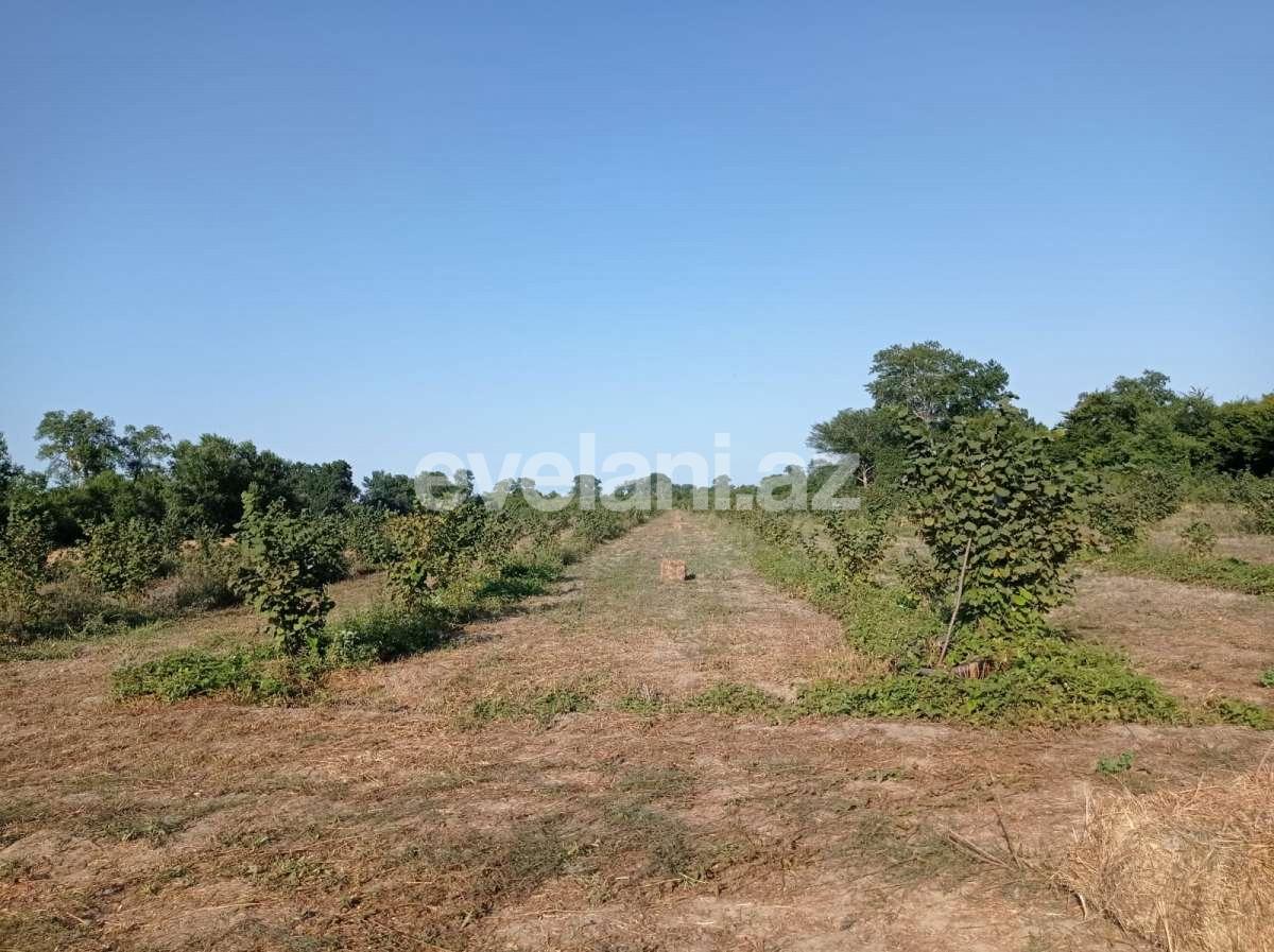 Satılır, torpaq, 351 sot, Xaçmaz