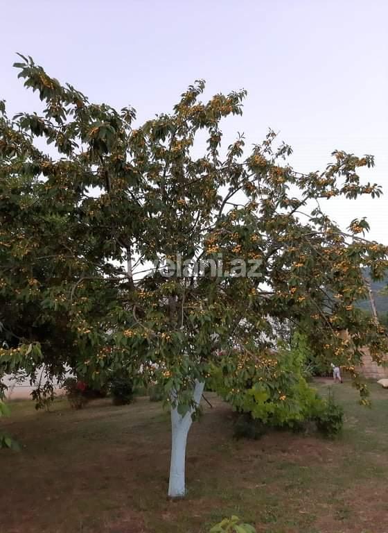 Satılır, həyət evi / bağ, 4 otaqlı, 108 m², İsmayıllı