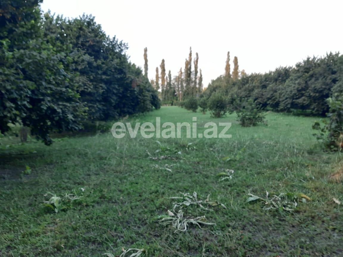 Satılır, torpaq, 60 sot, Qəbələ