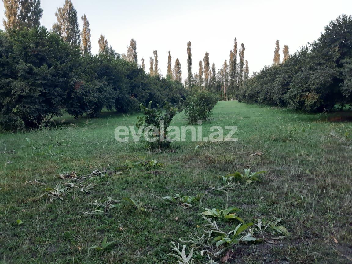 Satılır, torpaq, 60 sot, Qəbələ