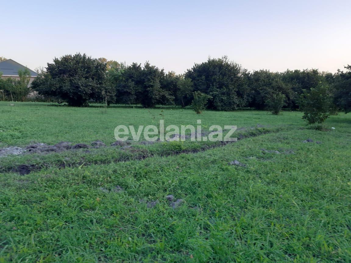 Satılır, torpaq, 60 sot, Qəbələ