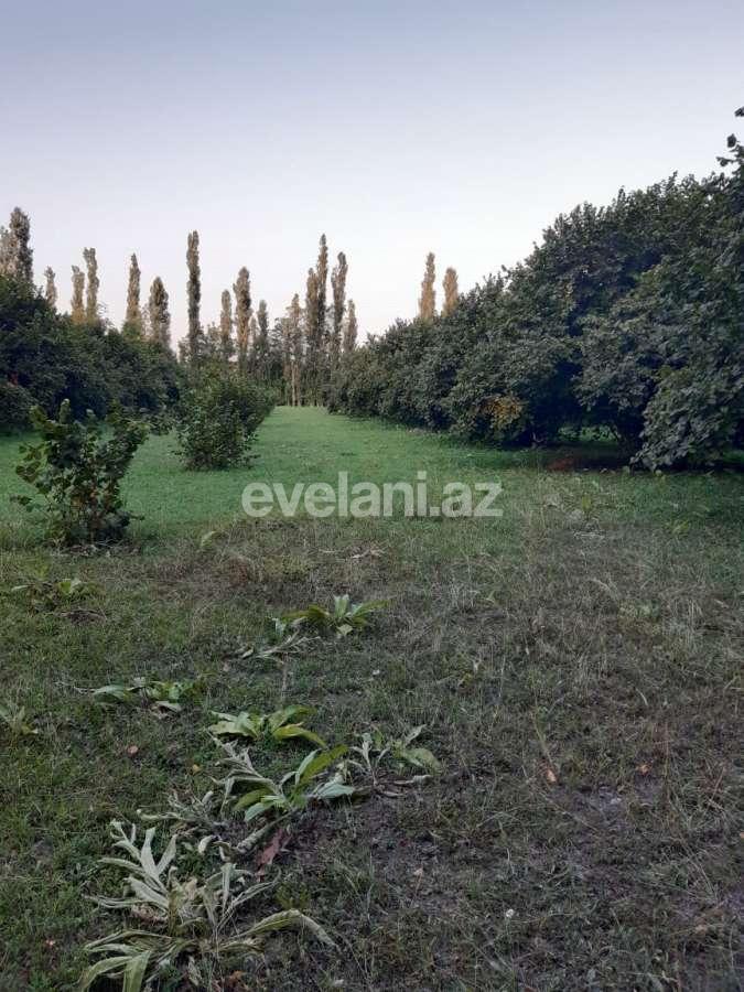 Satılır, torpaq, 60 sot, Qəbələ