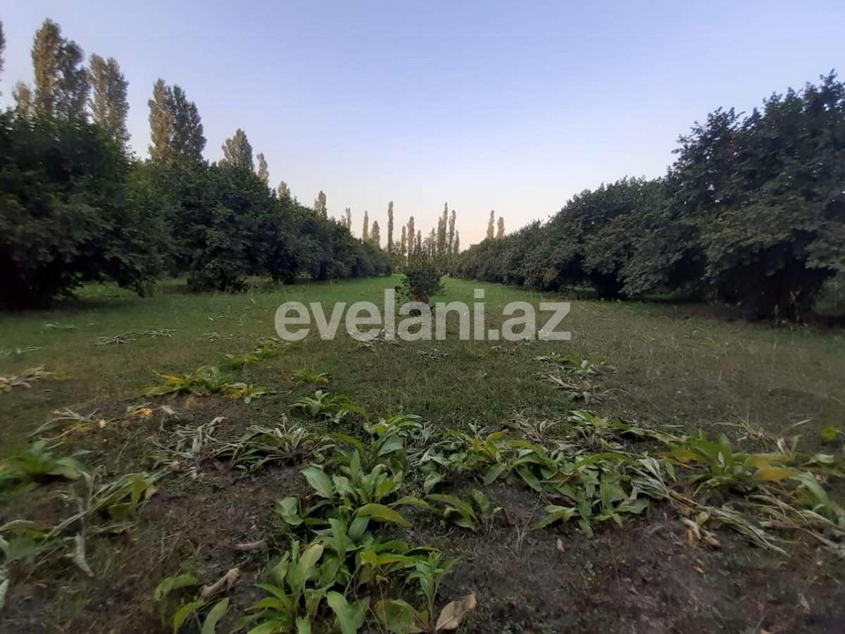 Satılır, torpaq, 60 sot, Qəbələ