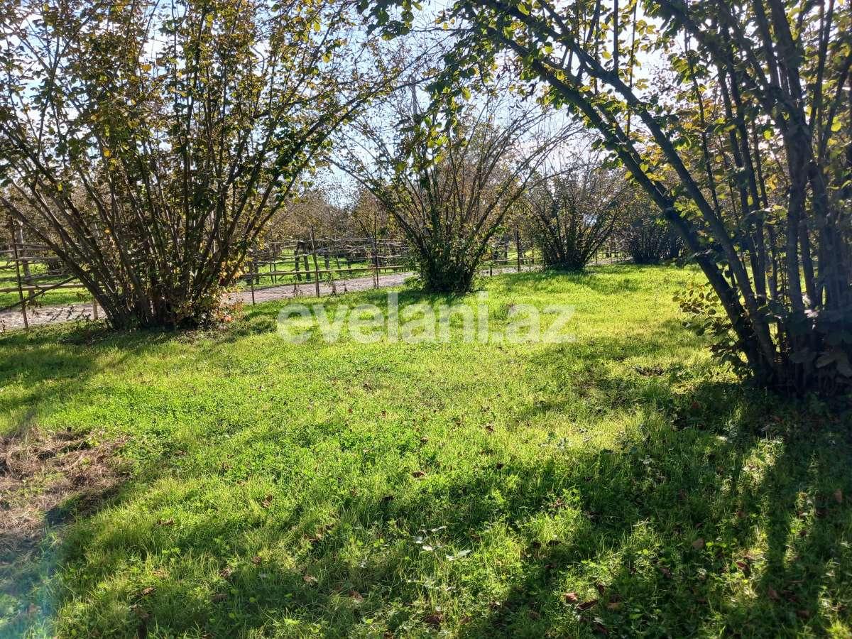 Satılır, torpaq, 60 sot, Qəbələ