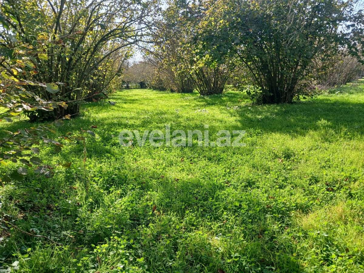 Satılır, torpaq, 60 sot, Qəbələ