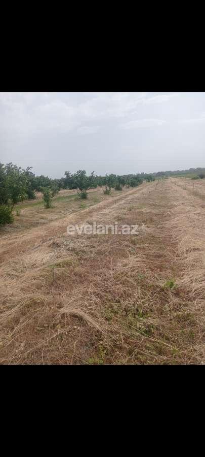 Satılır, torpaq, 400 sot, Xaçmaz