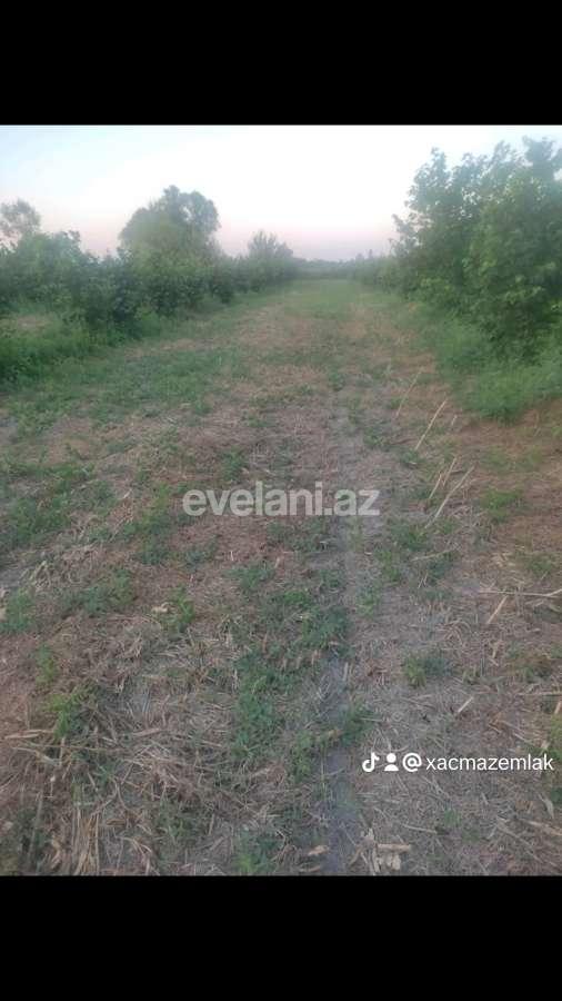 Satılır, torpaq, 400 sot, Xaçmaz