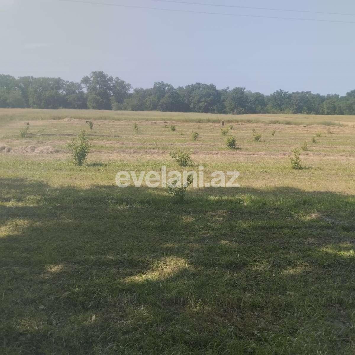 Satılır, torpaq, 400 sot, Xaçmaz