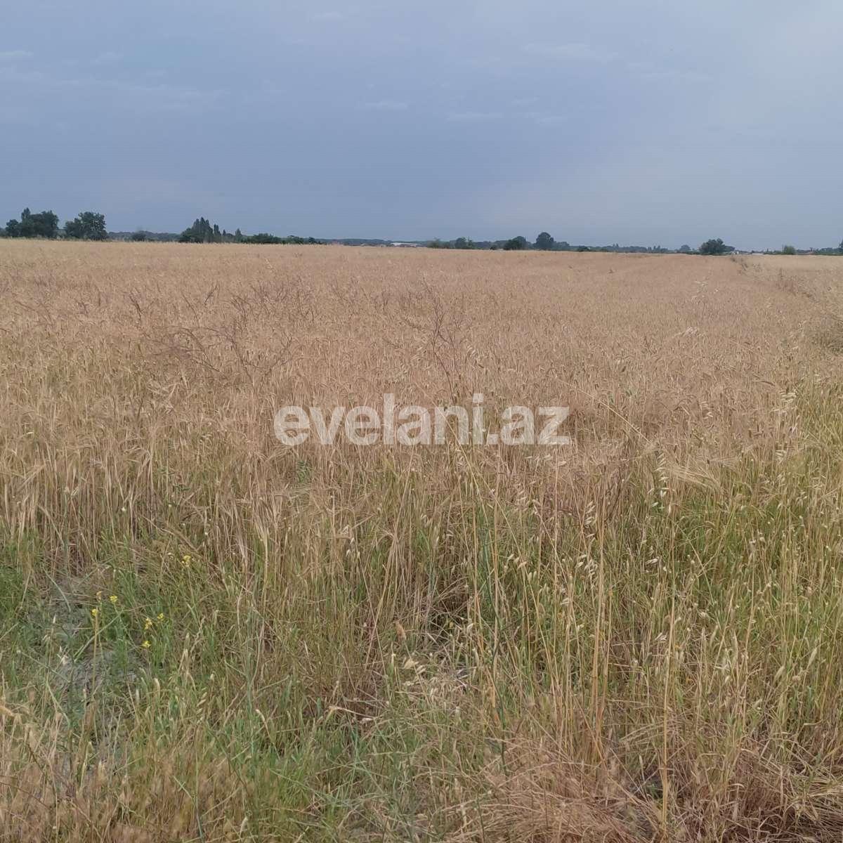 Satılır, torpaq, 400 sot, Xaçmaz