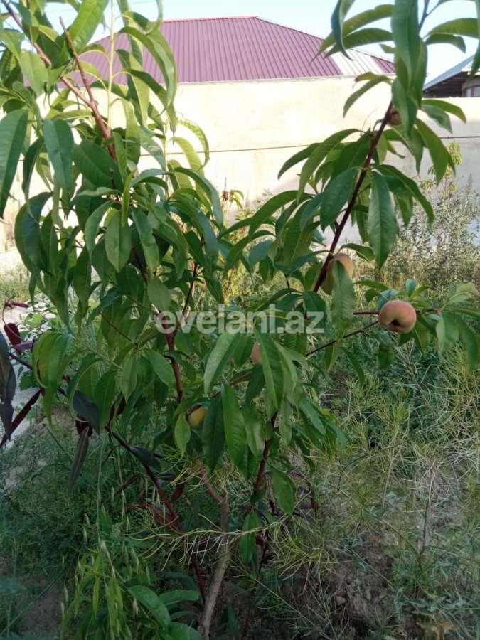 Satılır, həyət evi / bağ, 3 otaqlı, 80 m², Bakı, Abşeron r, Məhəmmədli q.