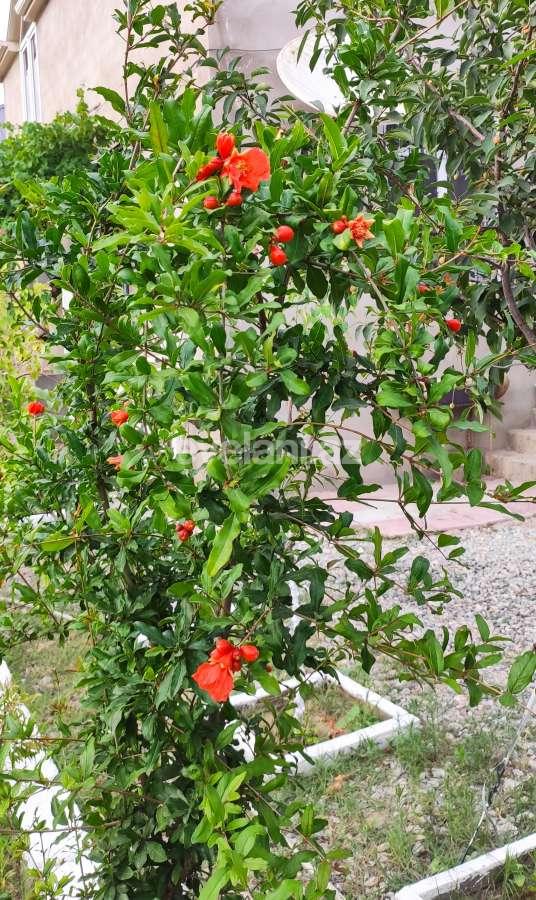 Satılır, həyət evi / bağ, 5 otaqlı, 180 m², Bakı, Sabunçu r, Maştağa q.