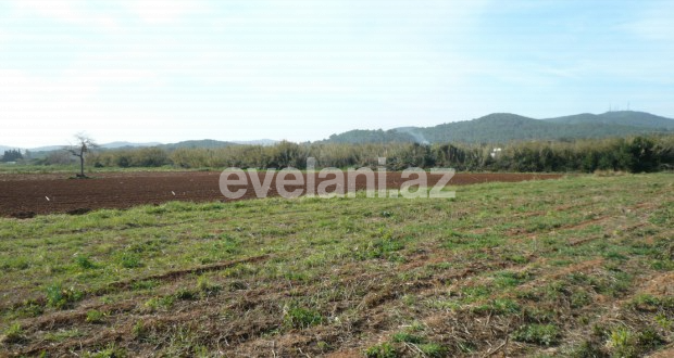 Satılır, torpaq, 250 sot, İsmayıllı