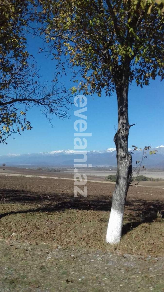 Satılır, torpaq, 250 sot, İsmayıllı