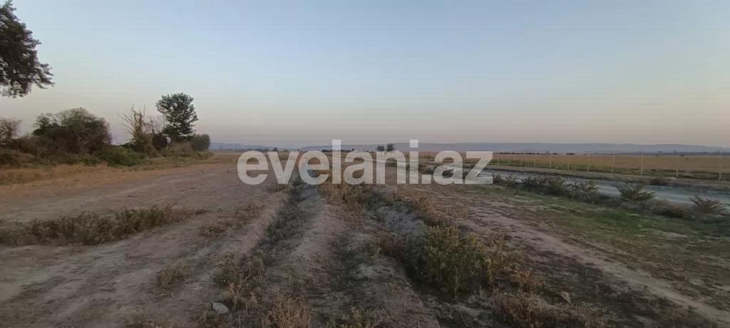 Satılır, torpaq, 400 sot, Qəbələ